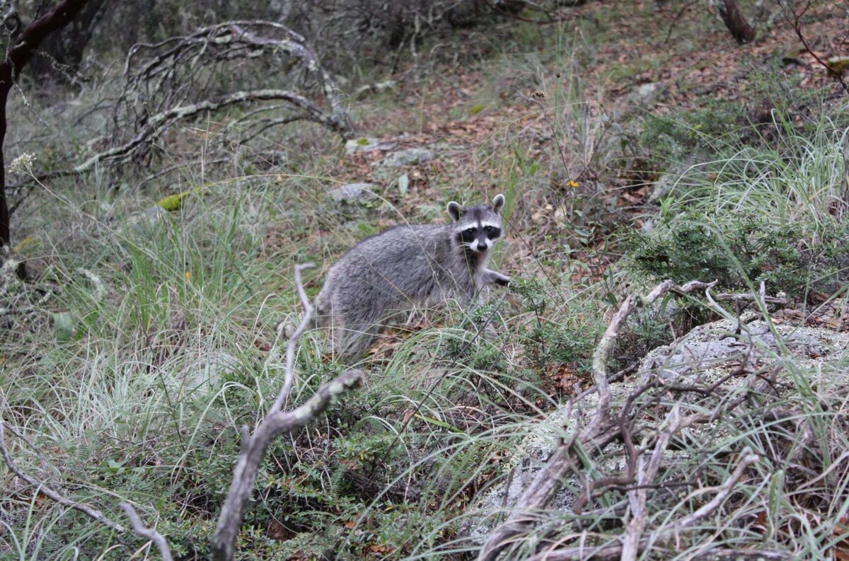 Release of Raccoons in Guanajuato