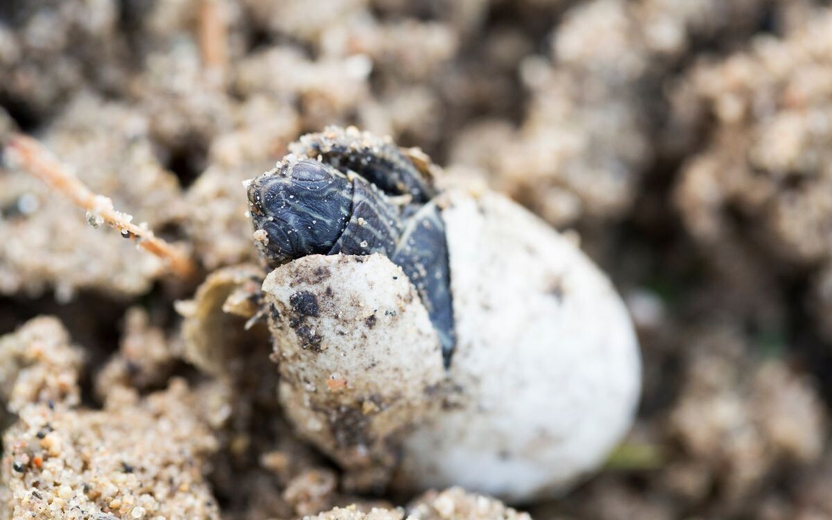 Man with 360 Turtle Eggs Detained in Mexico City