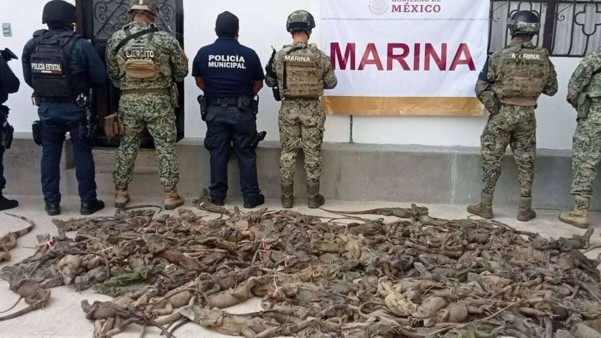 Rescue of 192 Iguanas in a Bus in Mexico