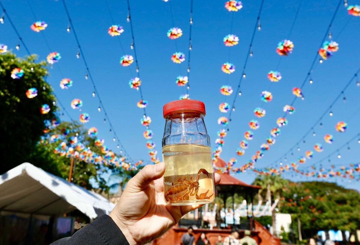 Jalisco Calls for Reinforced Scorpion Prevention Measures