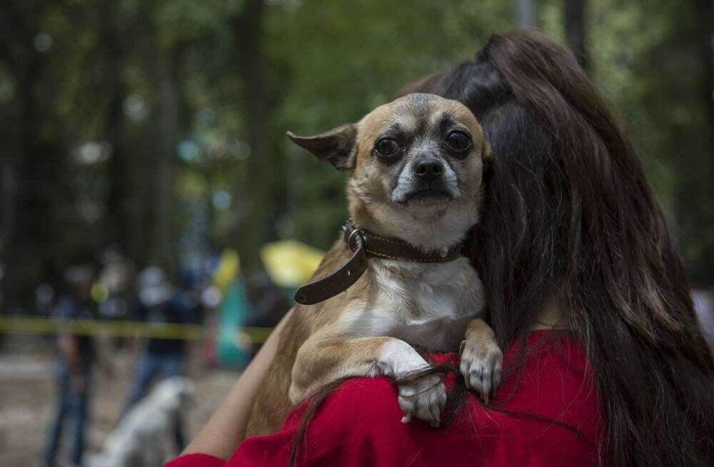 New Initiative in Mexico City Protects Animal Welfare