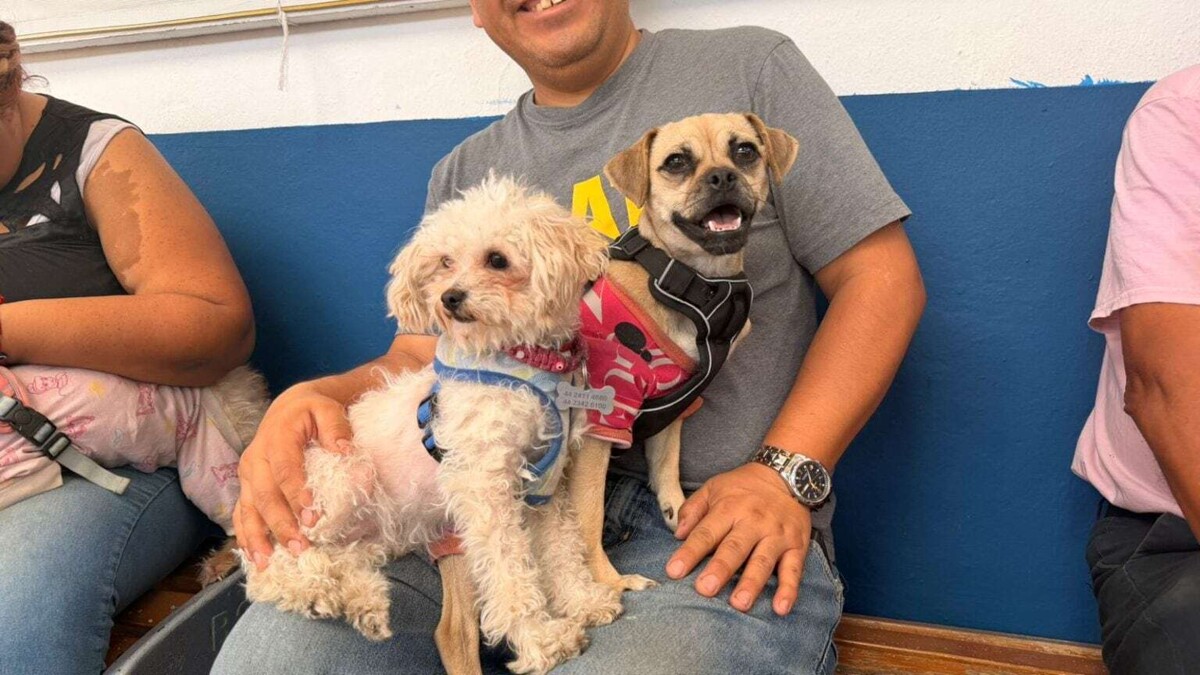 Municipio de Querétaro refuerza control de bienestar animal