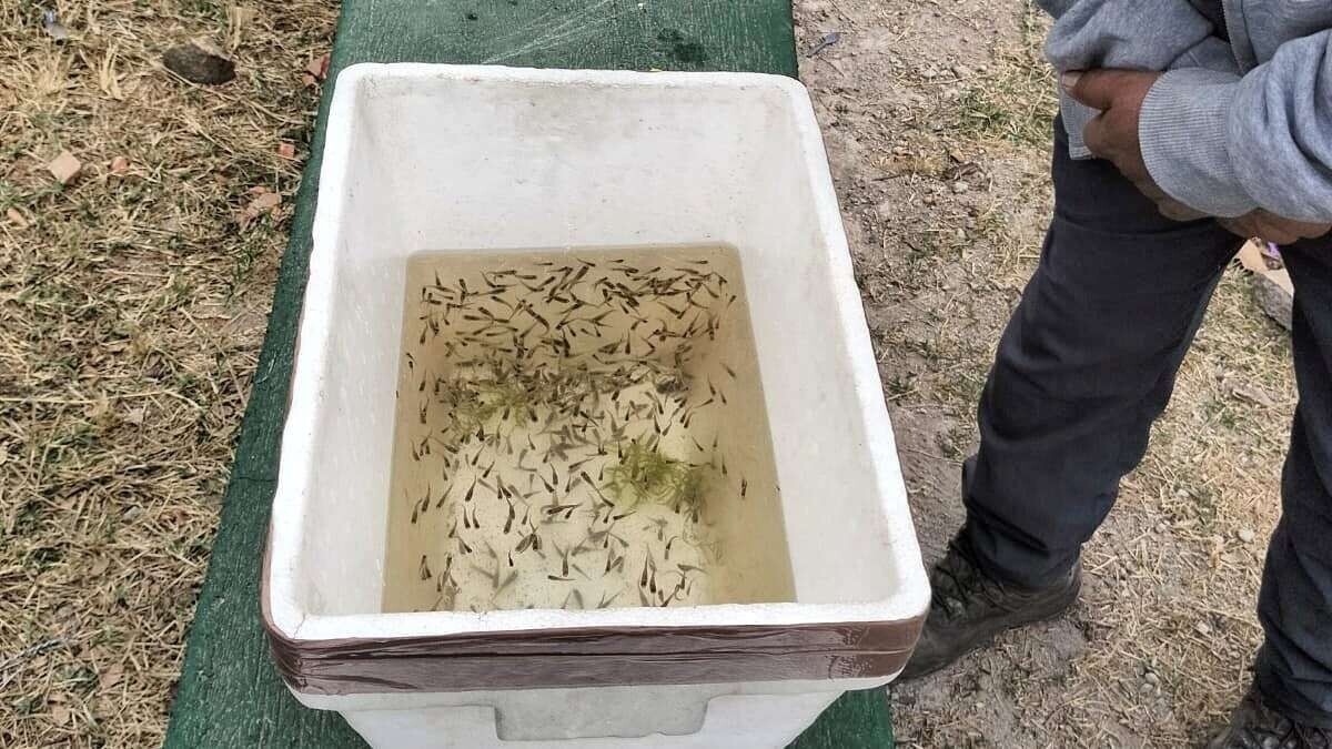 Ecological Strategy Against Dengue in Tlajomulco