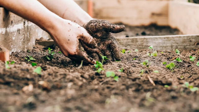 在家轻松种植营养食品的方法