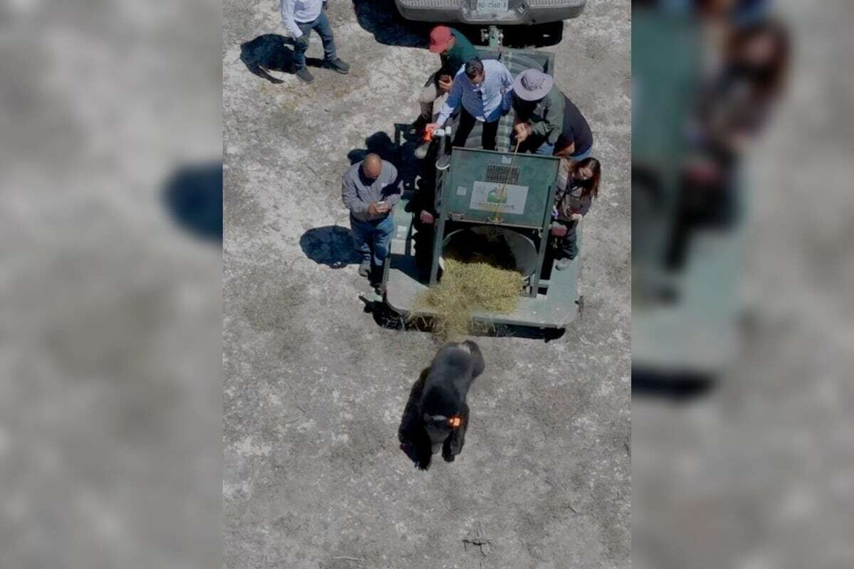 塔德奥熊在八个月康复后重返野外