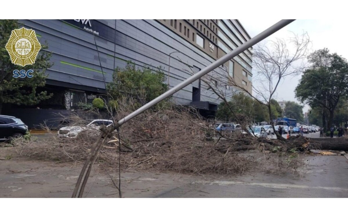 Tree falls and paralyzes avenue in Mexico City
