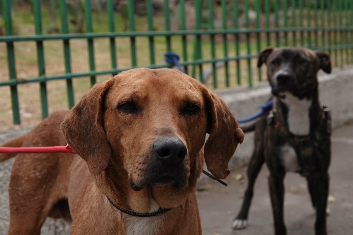 Join the Second Dog and Cat Adoption Event
