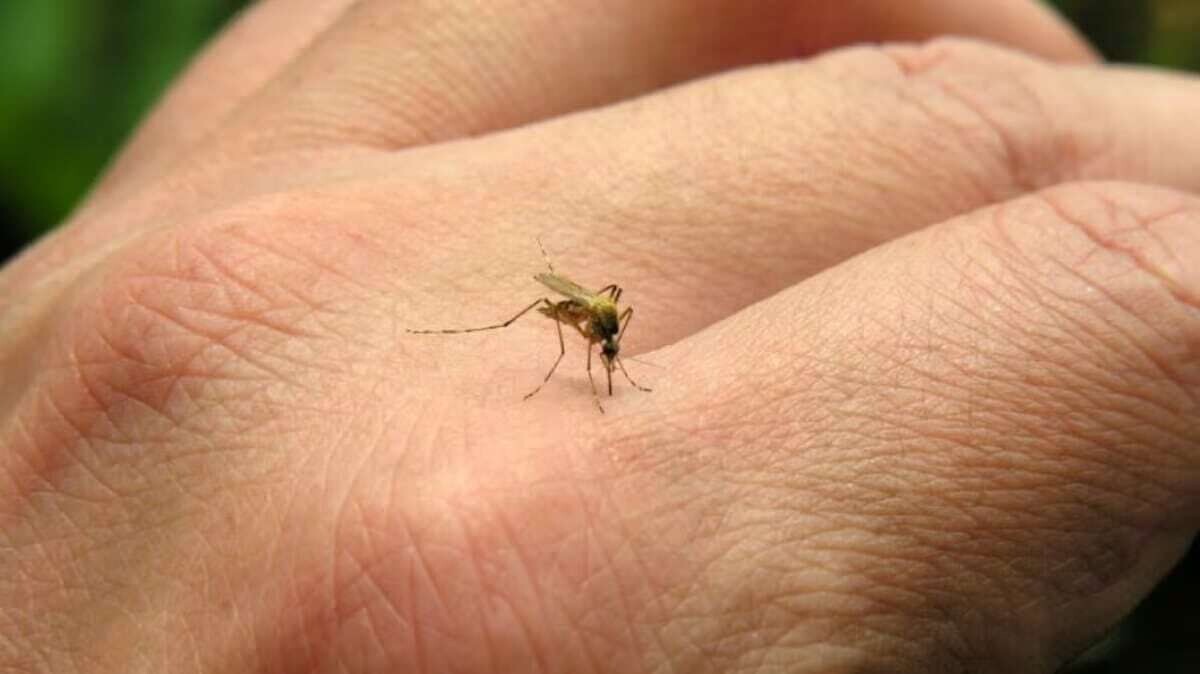 Тревожный рост случаев денге в Мексике