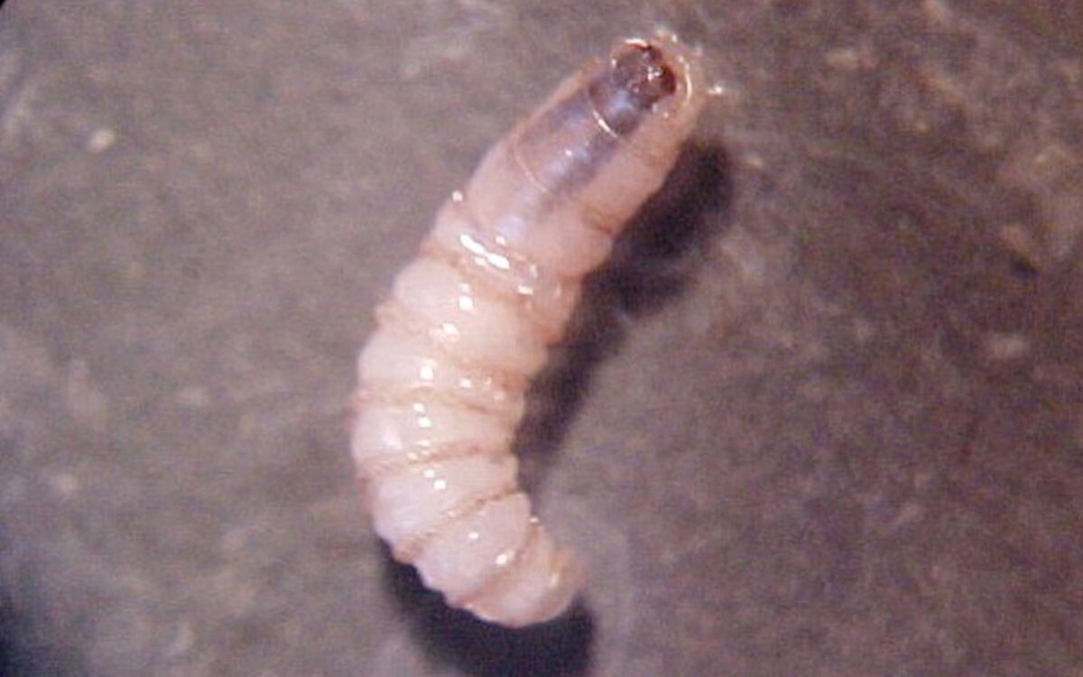 First Case of Screw Worm Infestation in Oaxaca