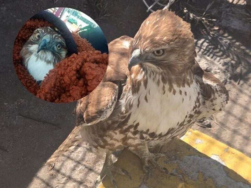 Police Rescues Disoriented Falcon in Mexico City