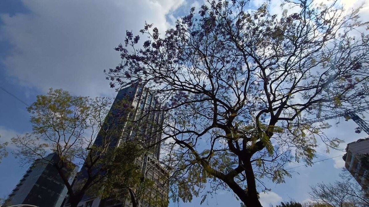 Impact of Early Blooming Jacarandas in Mexico City