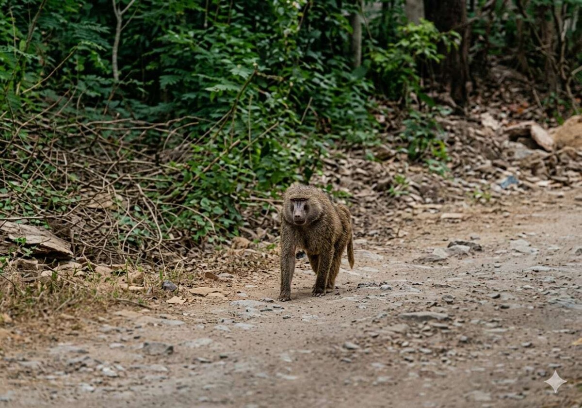 墨西哥出现危险狒狒