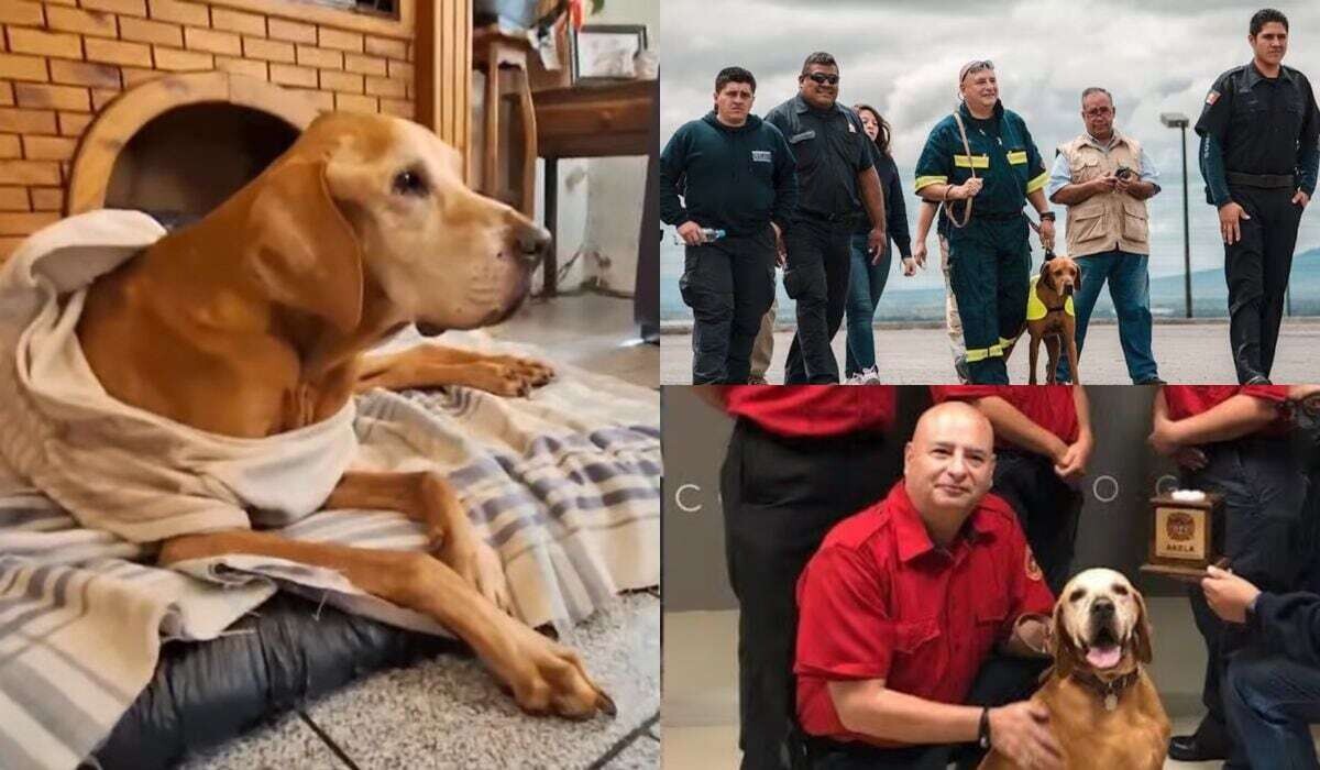 Tribute to Titan, the Heroic Rescue Dog