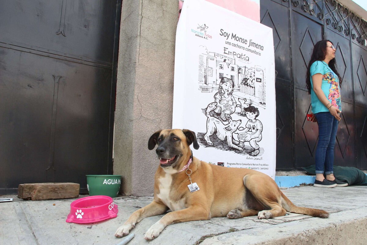 New Initiative for Animal Welfare in Mexico City