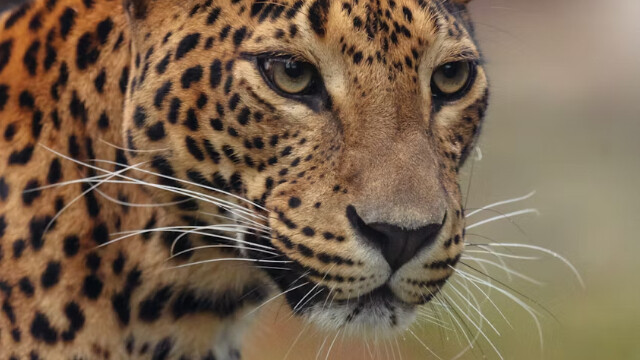 Значение Танца Ягуара: связь с силами предков