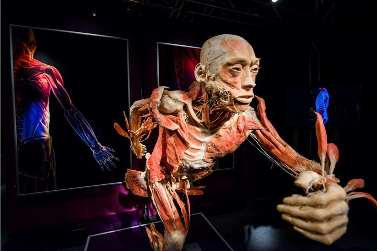 Innovative Human Anatomy Exhibition in Mexico City