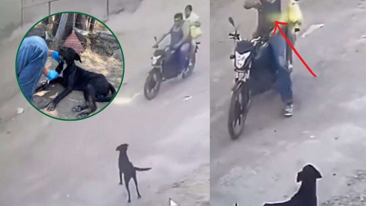 В Халиско мужчина застрелил собаку, власти ищут преступника