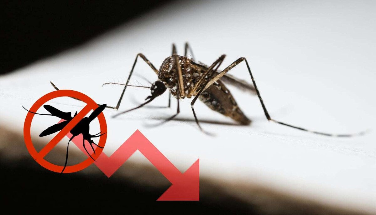 Importante disminución de casos de dengue en Jalisco