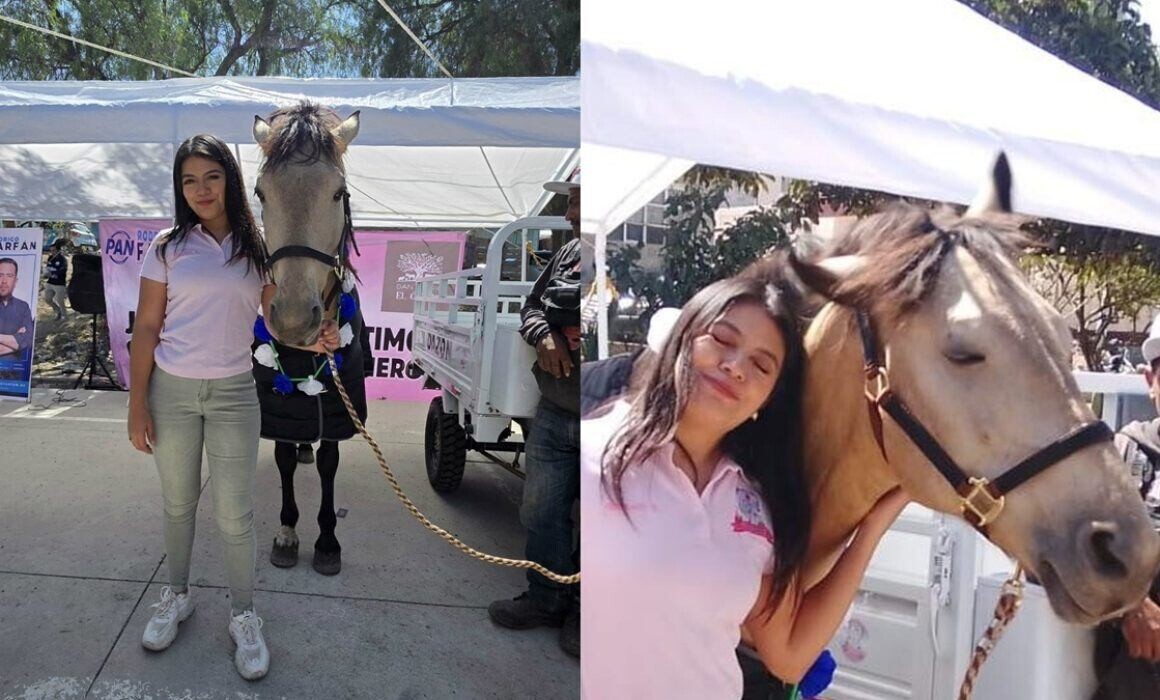 El rescate del caballo Bayo: del trabajo pesado a la libertad