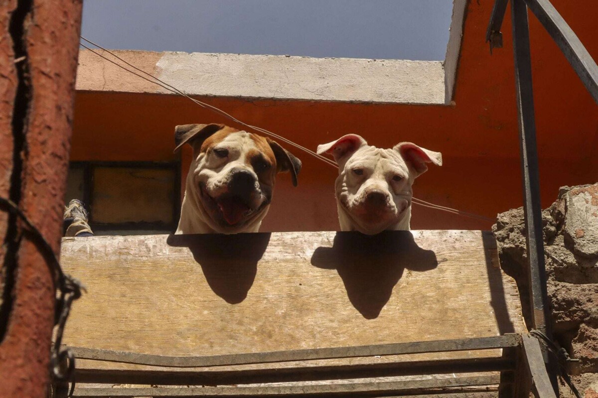 Mexico City Initiative Links Severe Animal Abuse to Loss of Parental Rights