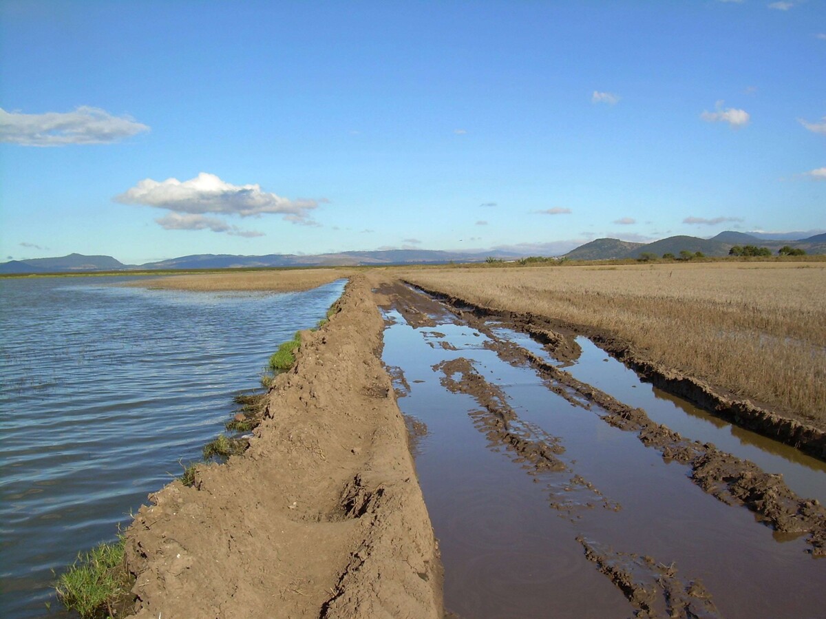 Urgent Need to Protect Wetlands in Mexico City