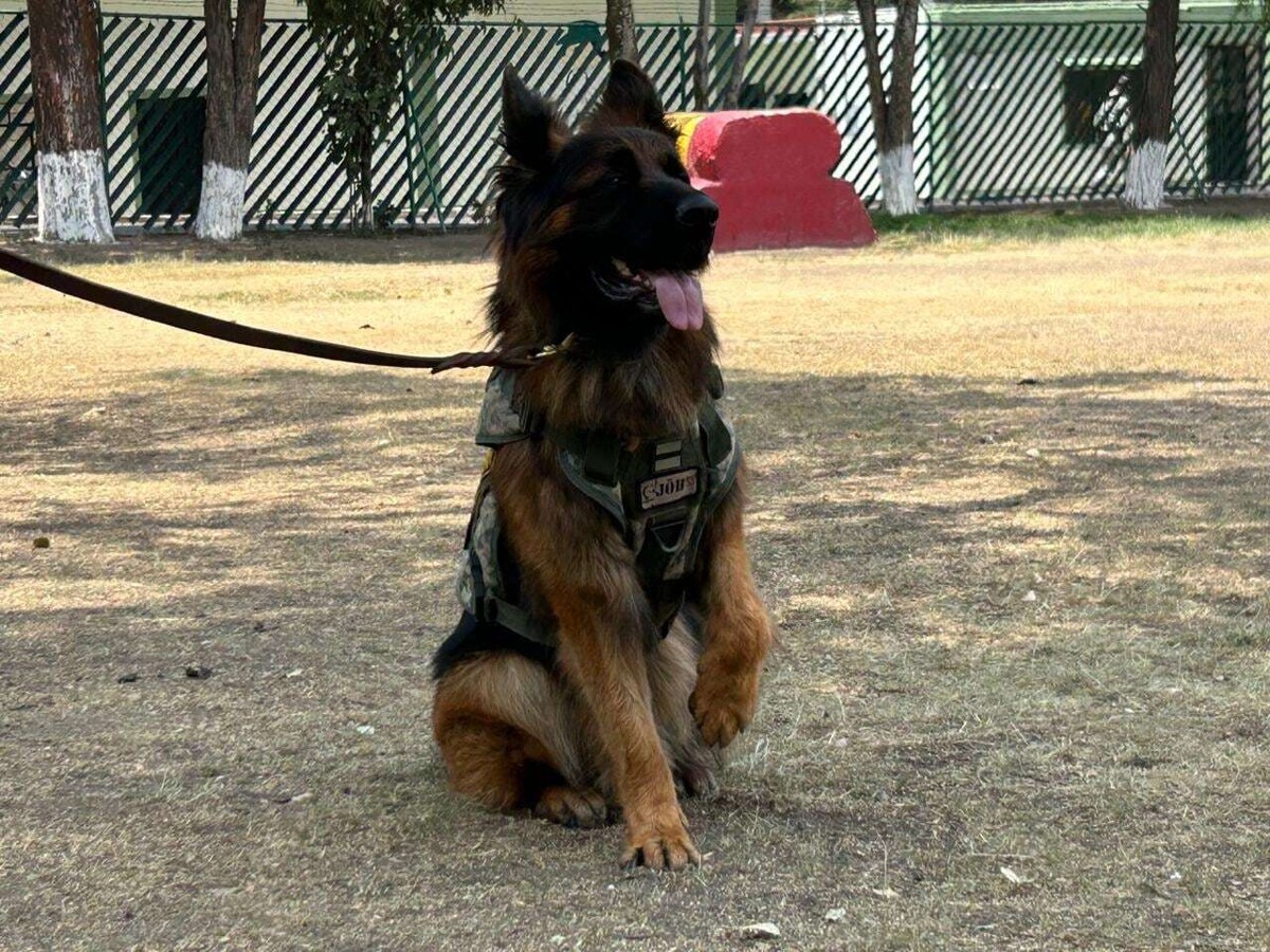Arkadas, the Mexican canine hero turns 2 years old