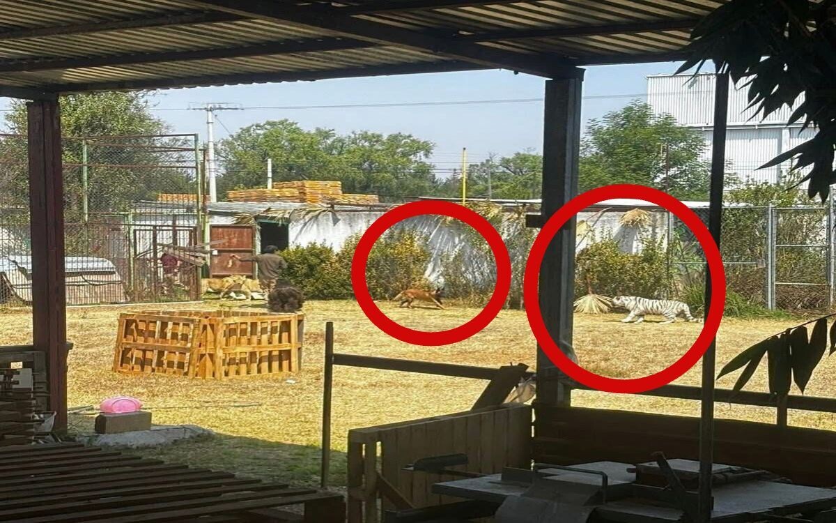 Lions Released in Mexico Reserve