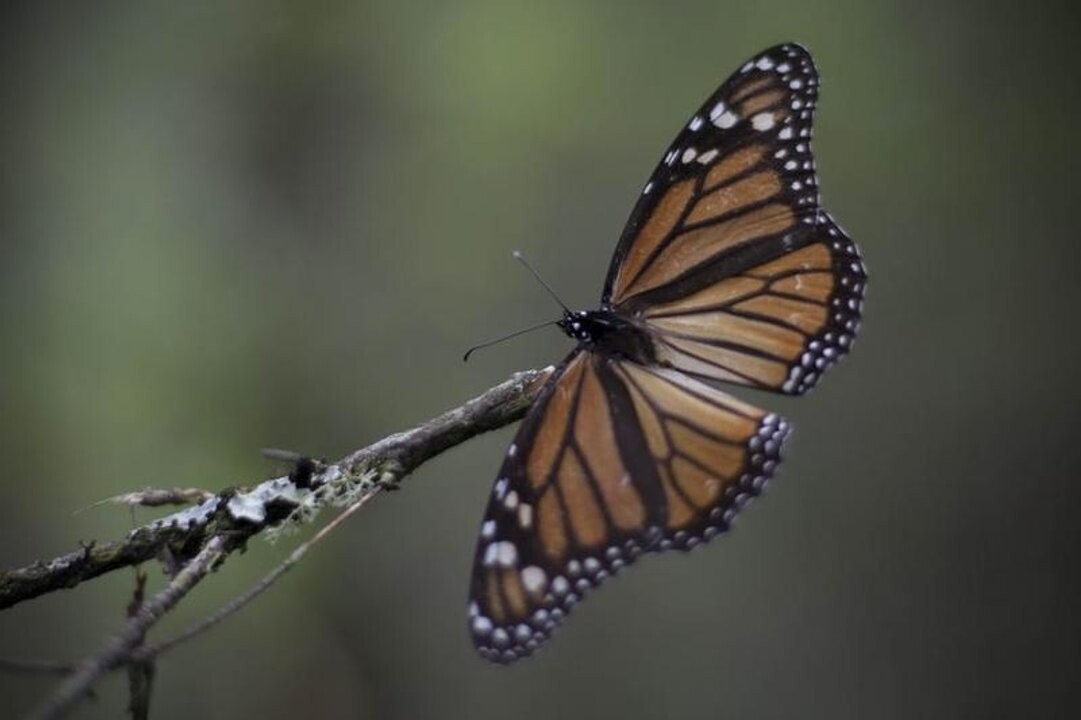 Increase in Monarch Butterfly Presence in Mexico
