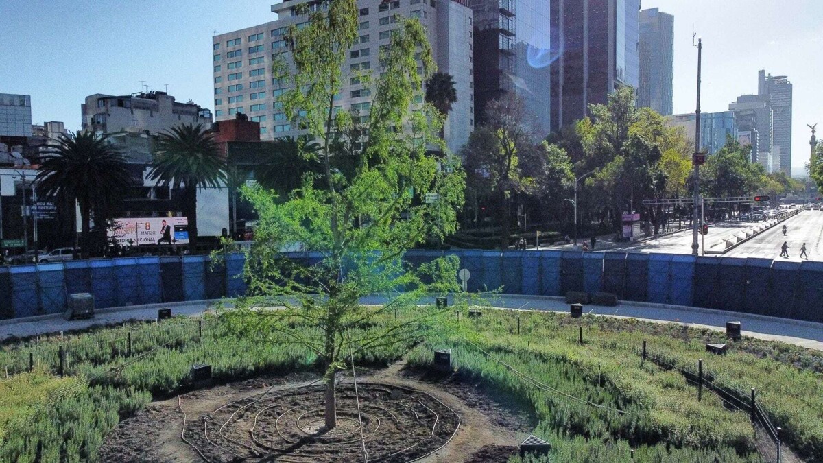 Ahuehuete Tree Thrives in Mexico City