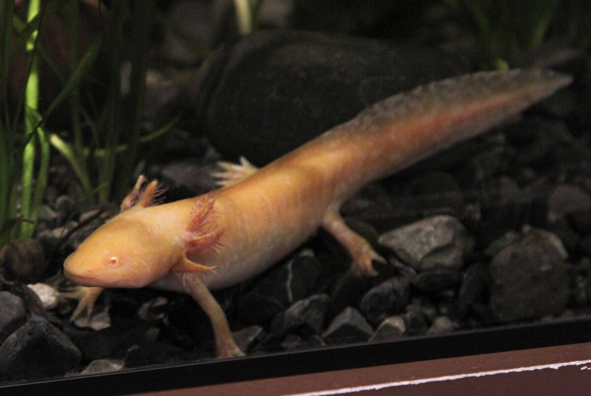 The Decline of Axolotls in Mexico City