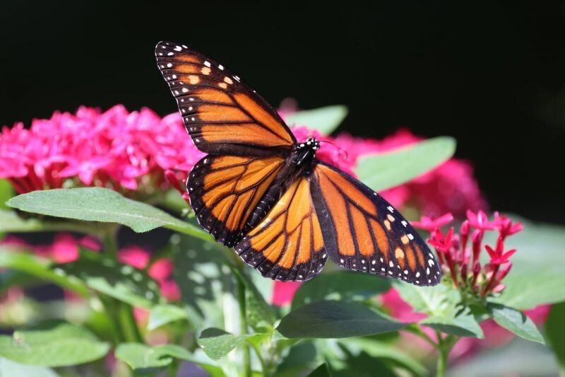 Impact of Climate Change on Monarch Butterfly Sanctuary