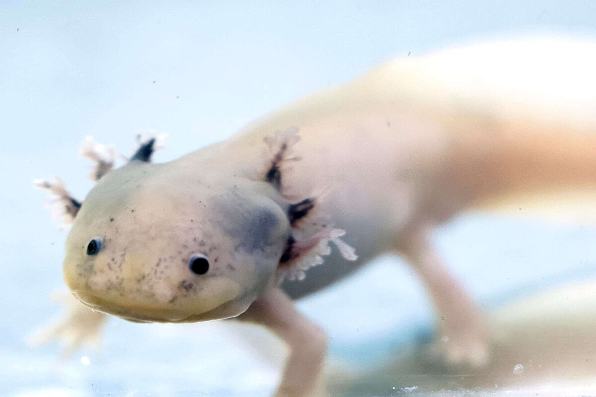 Mexico City Hair Salons Clean Canals to Save Axolotls