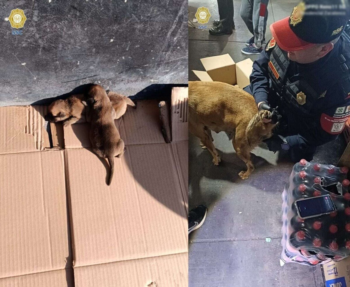 Police Rescue Dog in Labor in Mexico City