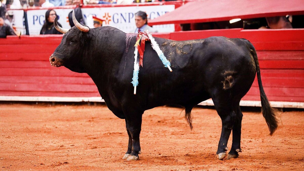 A Great Triumph at Plaza México