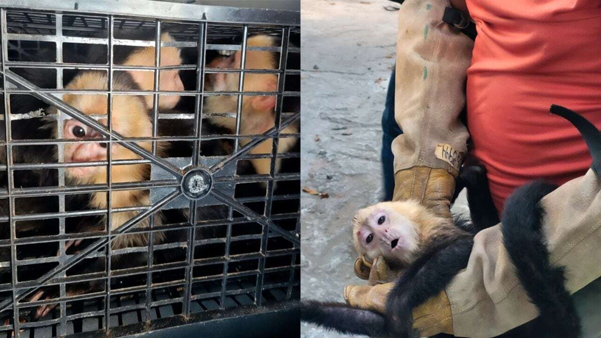 Rescate de 10 monos capuchino en Tabasco