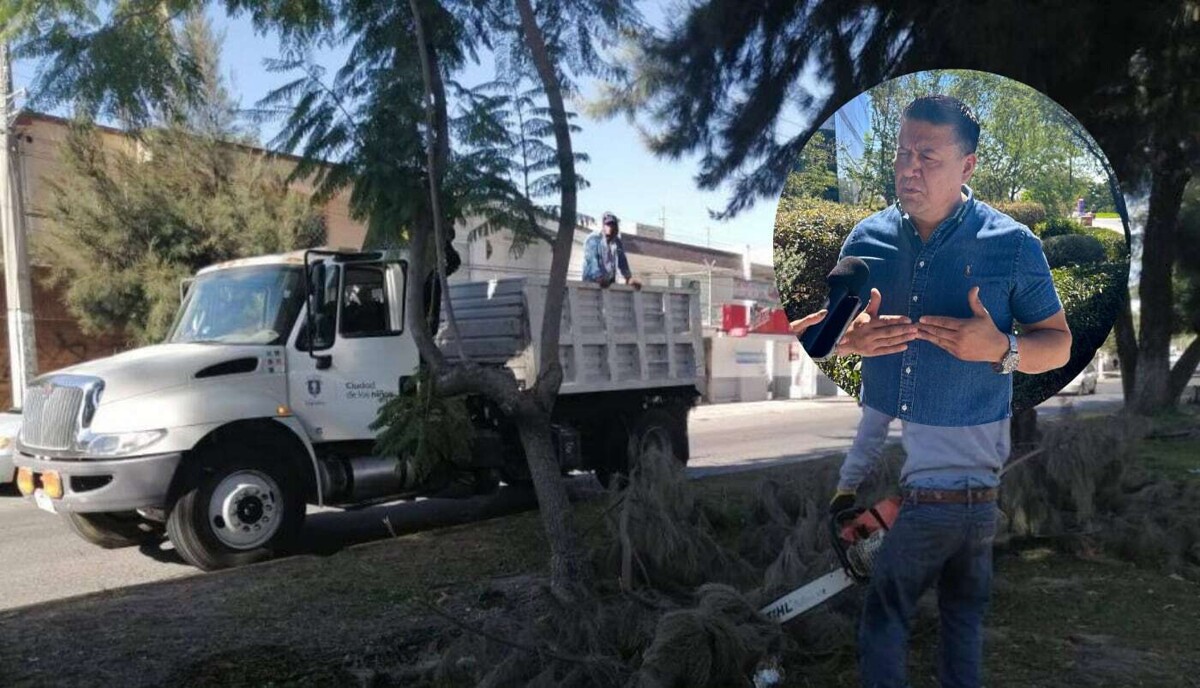 Zapopan lanza programa de cuidado de árboles urbanos