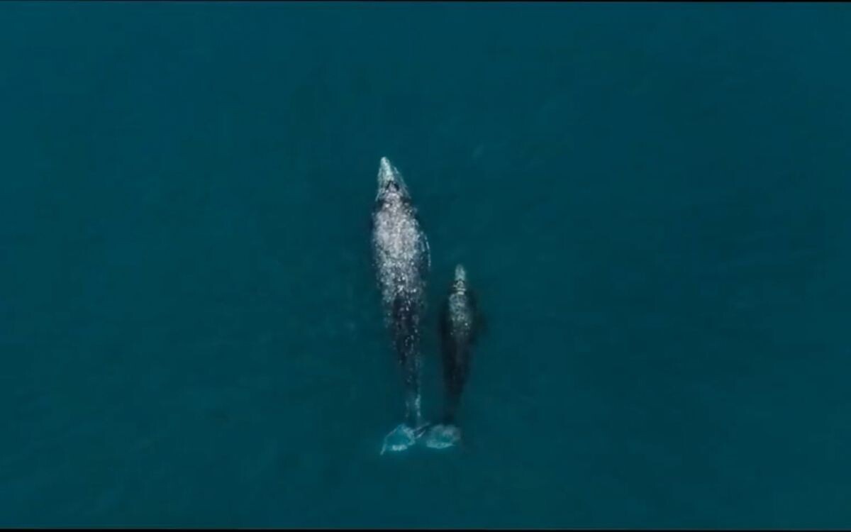 Census reveals 67 gray whales in El Vizcaíno