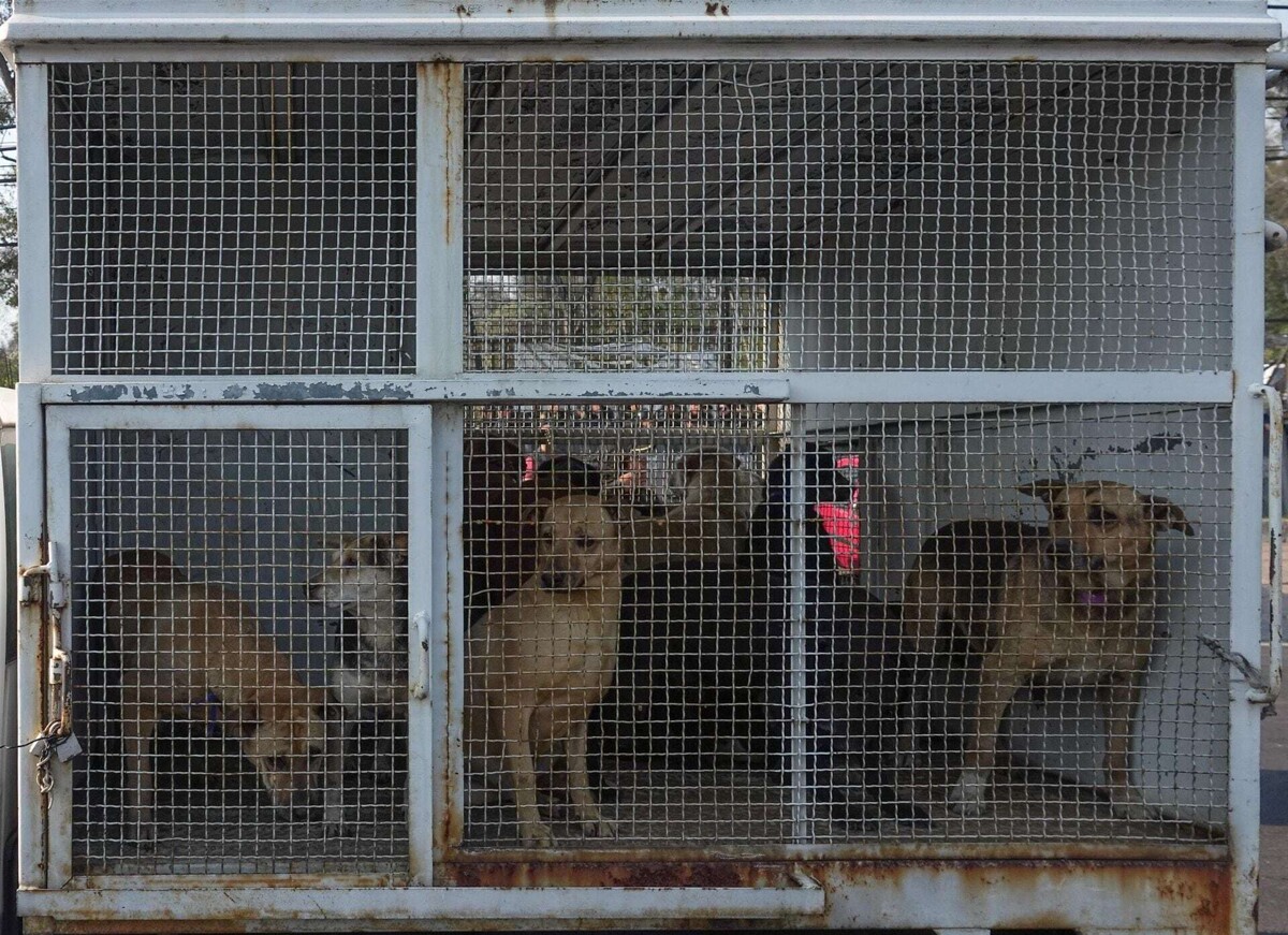 Return of 'Franciscanitos' to Shelter Imminent