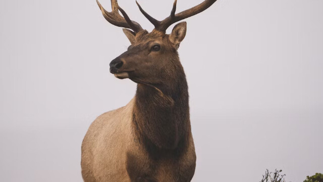 The Meaning of the Deer Dance: Mexico's Spiritual Heritage