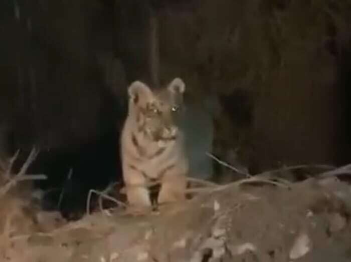 Search for Missing Tiger Cub in Escobedo
