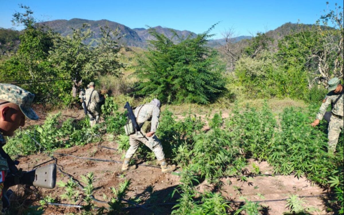 В Синалоа уничтожили плантацию марихуаны