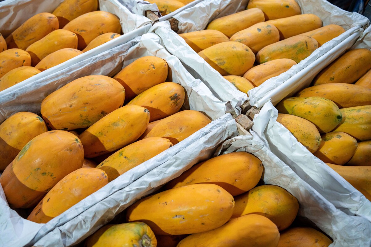 Papaya Shortage in Oaxaca: Challenges and Solutions