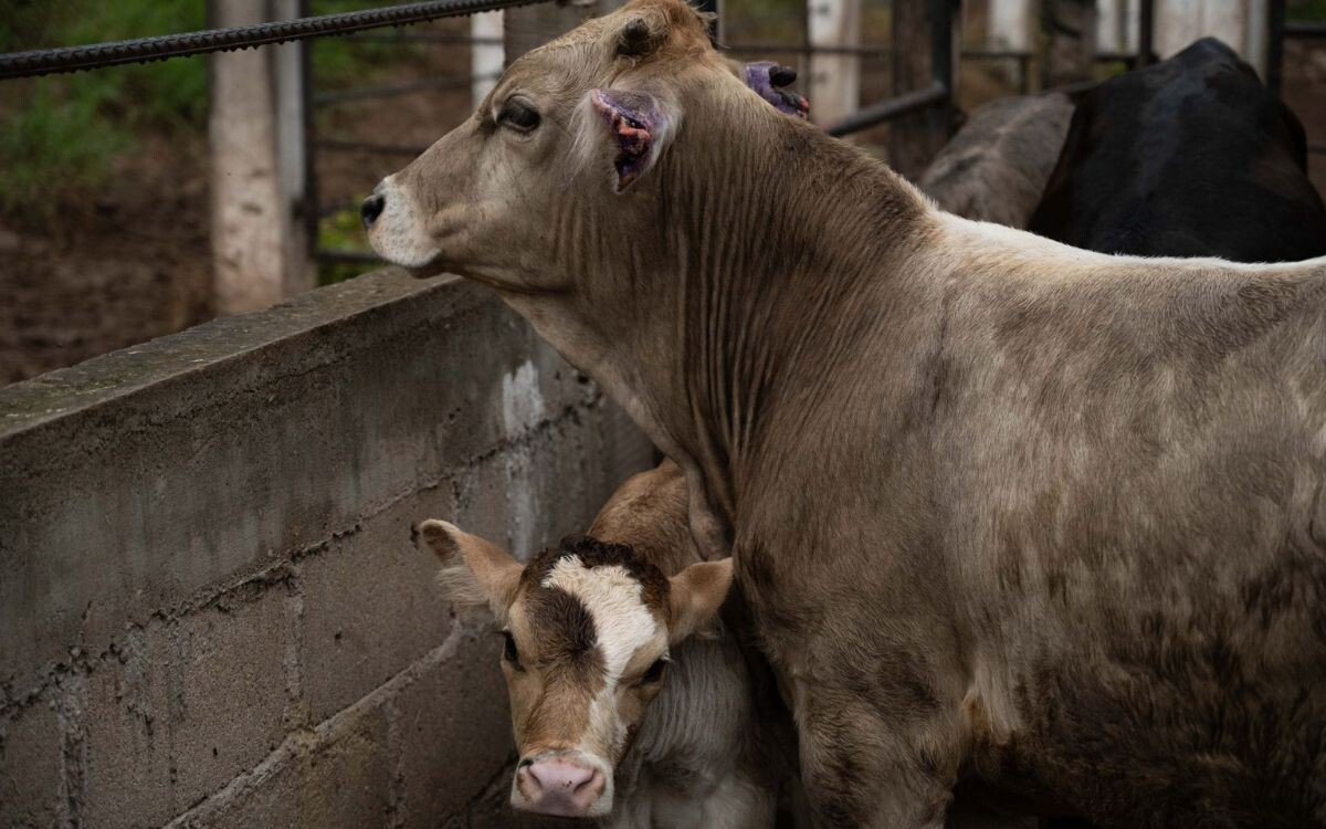 Mexico Tightens Measures to Combat New World Screwworm Spread