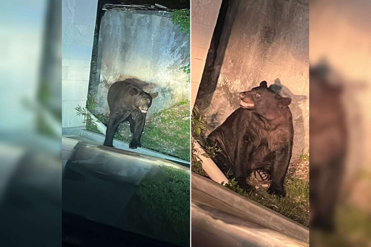 Bear Sighted in Monterrey: Necessary Precautions