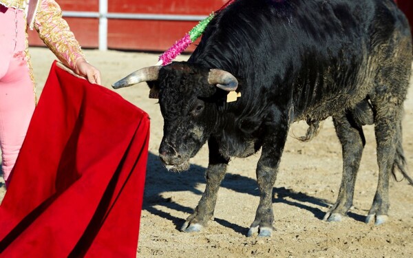 Debate on the Prohibition of Bullfighting in CDMX