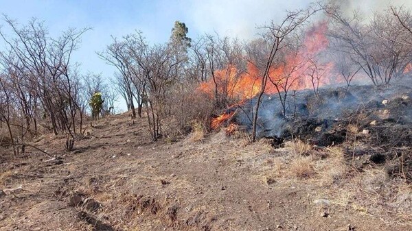 Forest Fires in Mexico: 33 Active Incidents Reported