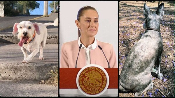 High Veterinary Costs for Pets in Mexico