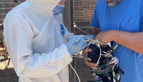 Inicia en Jalisco campaña de vacunación gratuita contra Enfermedad de Newcastle