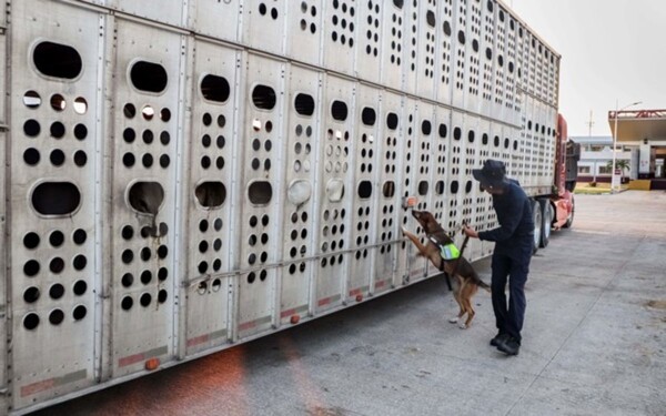 Мексика усиливает меры по борьбе с скотокишечным червецом