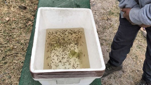 Ecological Strategy Against Dengue in Tlajomulco
